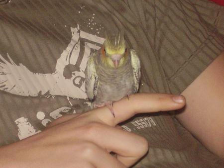 Couky