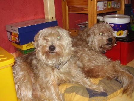mes chiens dans ma chambre