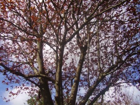 un arbre ! mdr