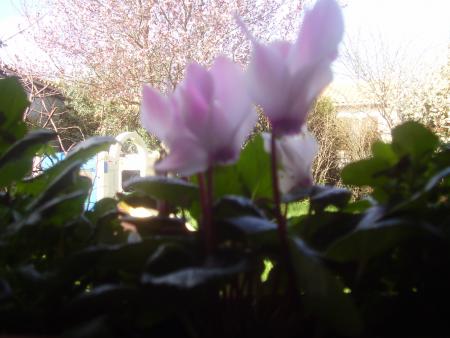 encore d fleurs