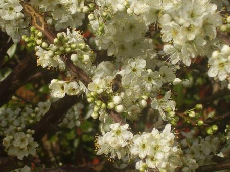 abeille dans un prunusse