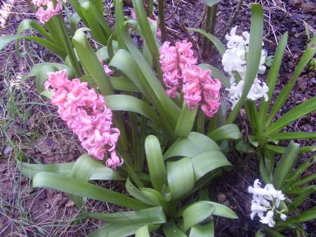 fleurs