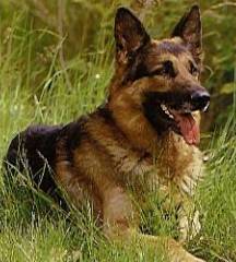 Berger allemand