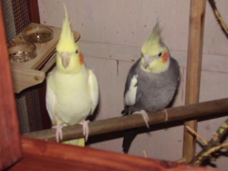 Moly et Yago