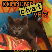 comment chat va ?!