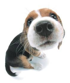 chiot beagle