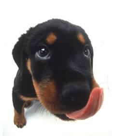 chiot doberman
