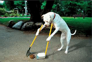 chien