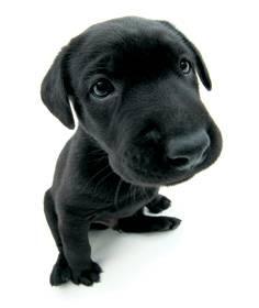 chiot labrador retriever