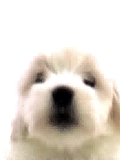 o c mignion !