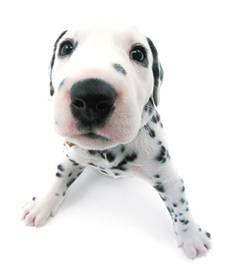 chiot dalmatien