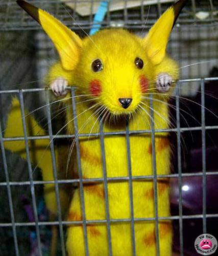 souris 