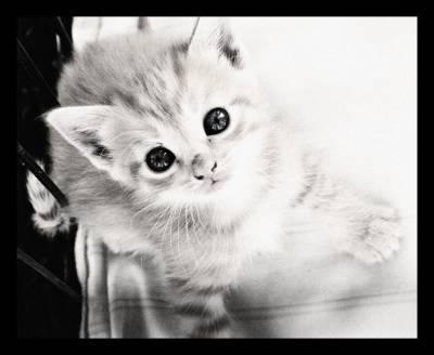 petit chaton