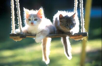 oh c crooo mignion !!