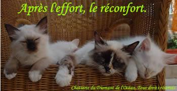 o c mignion ca !