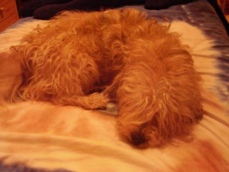 mon chouchou
