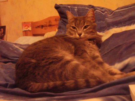 ma caline