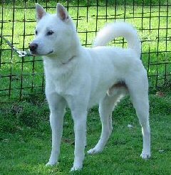 kishu