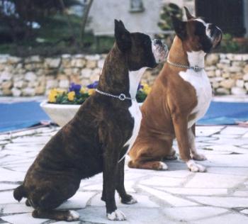 boxer