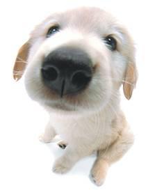chiot golden retriever