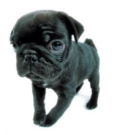 chiot carlin