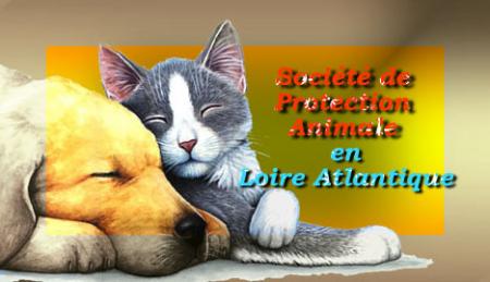 Soci&eacute;t&eacute; de Protection Animale en Loire Atlantique