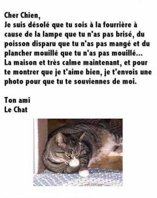 chien & chat