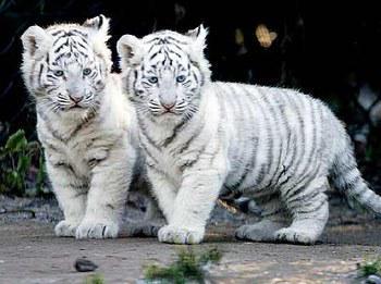 ohh c trop mimi !!
